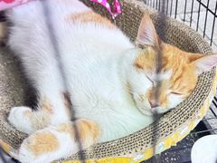 -官塘鱻鱻鱼生·潮汕生腌·砂锅粥(西马路总店)