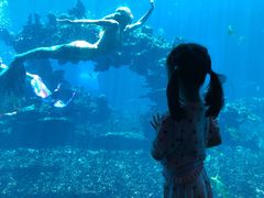 -海棠湾洲际-涛·海底餐厅·美人鱼·自助餐·海底隧道