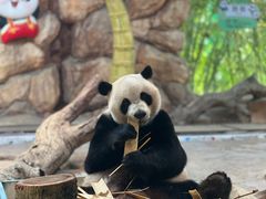 -广州长隆野生动物世界