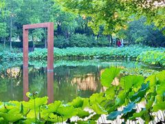 -陈家山荷花公园