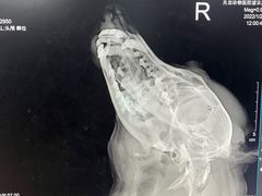 -瑞派·关忠动物医院·异宠专科·犬猫肿瘤·皮肤专科(望京店)