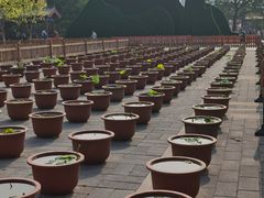 -莲花池公园