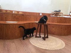 -有猫主题·治愈系猫咖(曾厝垵店)