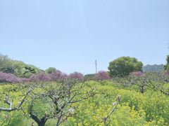 -南汇桃花村