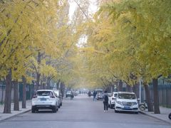 -三里屯东五街银杏大道
