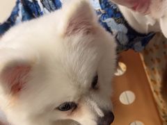 -怪兽屋·羊驼·猫咖·狗咖(俊华广场店)