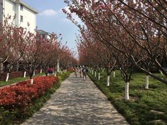 景点-高东镇樱花园