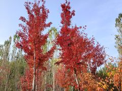 -回龙观体育文化公园