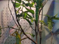 -上海大自然野生昆虫馆(东方明珠·爬宠昆虫探索中心)