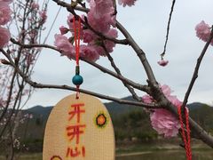 -天适樱花悠乐园
