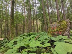 -洛阳白云山景区