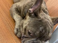 -柯斗斗主题餐厅·狗咖·围炉煮茶·茶饮(国瑞升平里店)