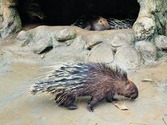 -海南热带野生动植物园