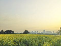 -光明小镇欢乐田园