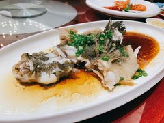 清蒸龙趸-金满楼(天河中路店)