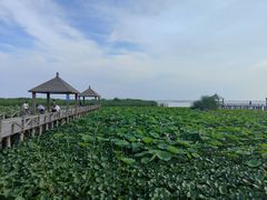 -哈素海