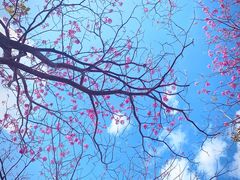 -天适樱花悠乐园