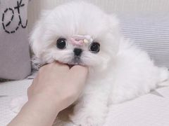 -萌宠之家·腊肠犬·马尔泰·小体犬舍