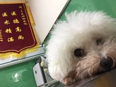 -半岛宠物医院24小时(科华中路店)