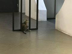 -有猫主题·治愈系猫咖(曾厝垵店)