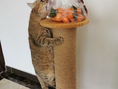 -猫大福·Fortune Cat猫舍(百子湾店)