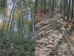 -上海佘山国家森林公园天马山园