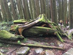 -阿里山神木遗迹