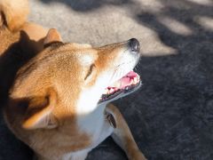 -柴犬高等学院·狗咖·柴犬售卖·宠物训练
