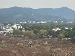 -香雪海