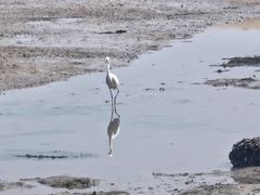 -北海金海湾红树林生态旅游区