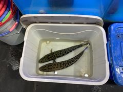 -韩妹鱼庄·泸定老字号(泸定店)