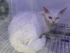 -瑞鹏宠物医院·普外科·影像科·皮肤科(城市山谷分院)