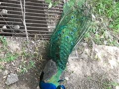 -北京麋鹿生态实验中心