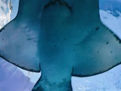 -暹罗海洋世界