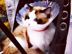 -康乐宝动物医院