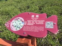 -北海金海湾红树林生态旅游区