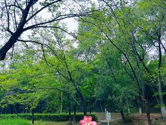 -云岗森林公园