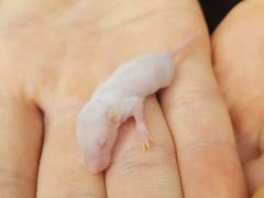 -酷以爬仙阁实体爬宠店·守宫·蜥蜴·专业繁育