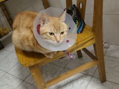 -伟伟宠物医院·CT影像中心·瑞派犬猫综合性门诊(汉口总院)
