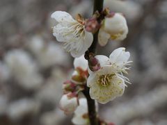 -广州市流溪河国家森林公园