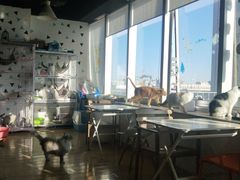 -Cappucimeow猫咪咖啡馆(韦伯时代店)