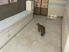 -中农国际动物医院24小时·猫科·骨科·急重症中心