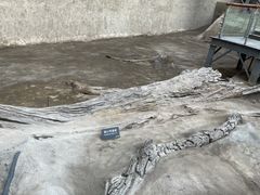 -金沙遗址博物馆