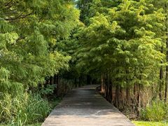 -溱湖国家湿地公园