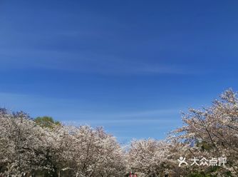 玉渊潭公园举办了31届樱花节了