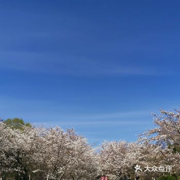 玉渊潭公园举办了31届樱花节了