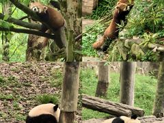 -都江堰中华大熊猫苑