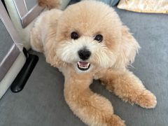 -FAELING PETS美天灵宠物(富力广场店)