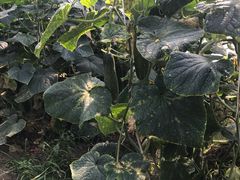 -南汇老顾农家乐采摘大团水蜜桃采摘店