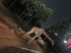 -清迈夜间动物园